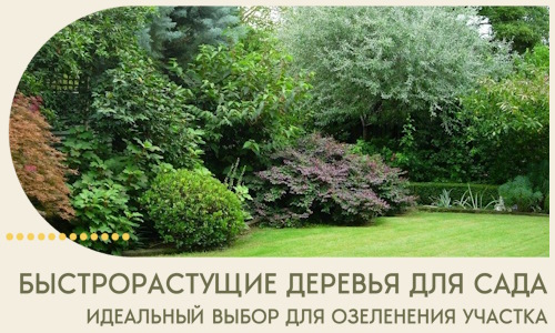 Быстрорастущие деревья для сада идеальный выбор в Северодвинске
