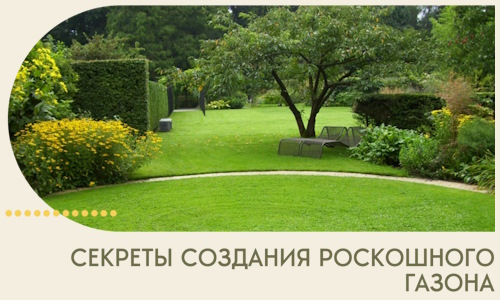 Секреты создания роскошного газона в Северодвинске